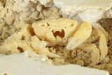 Fossil Crab (Potamon) Preserved in Travertine - Turkey #379401-1